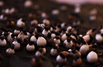 Sin título. Serie de obras 