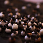 Sin título. Serie de obras 