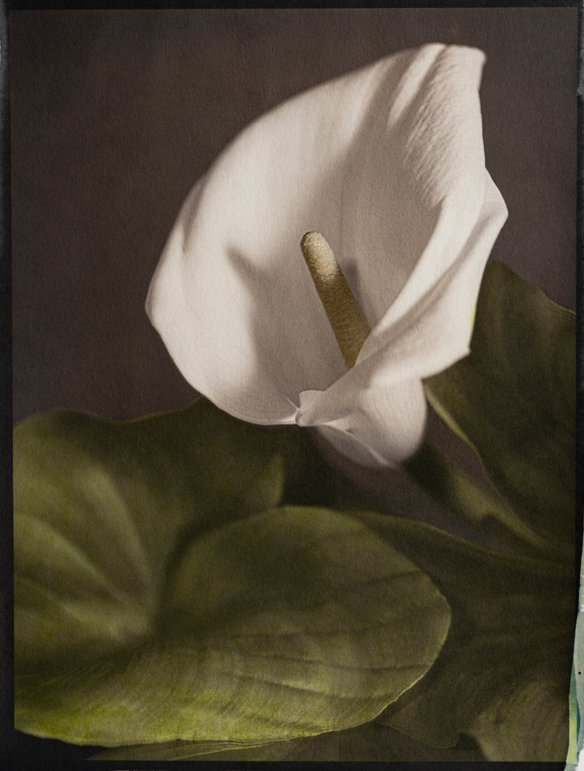 Siempre Habrán Flores