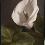 Siempre Habrán Flores