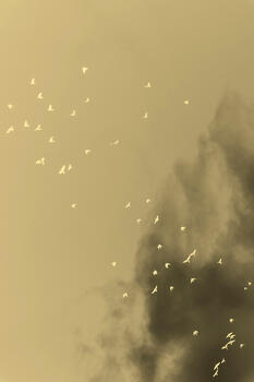 Caso 119_ Las ´Ofrendas¨ de Luopu