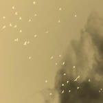 Caso 119_ Las ´Ofrendas¨ de Luopu