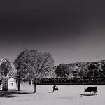 El toro y la cruz. Autor:  Eduardo Longoni