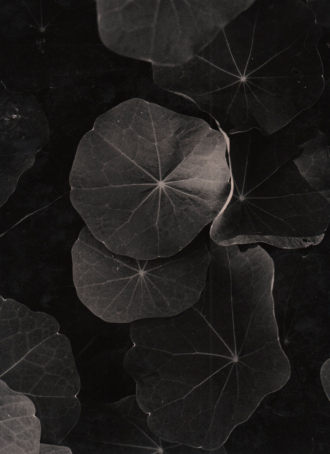 Taco de reina. Autor:  Jorge Lococo