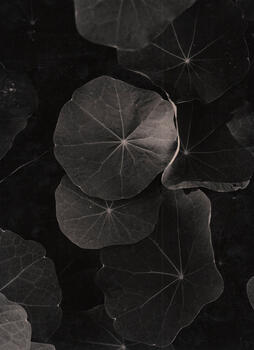 Taco de reina. Autor:  Jorge Lococo