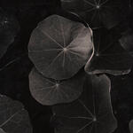 Taco de reina. Autor:  Jorge Lococo