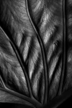 “A flor de piel” 