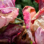 “Romance entre la rosa, la máquina y el humano”