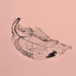 Un mundo sin nosotros #14