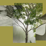 El rastro de la ausencia