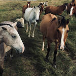 Criollo Ponies, Establecimiento Don Serafin