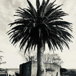 Lost Horizon under an endless sky