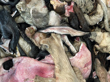 Site specific - Primera Sal