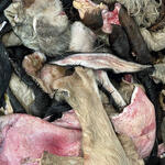 Site specific - Primera Sal