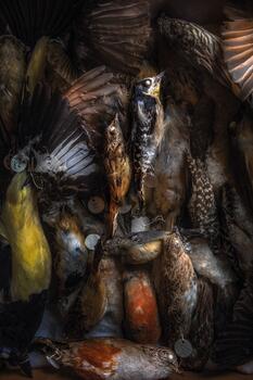 #152 Los Pájaros