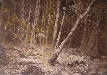 Bosque 1
