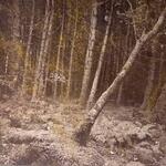 Bosque 1