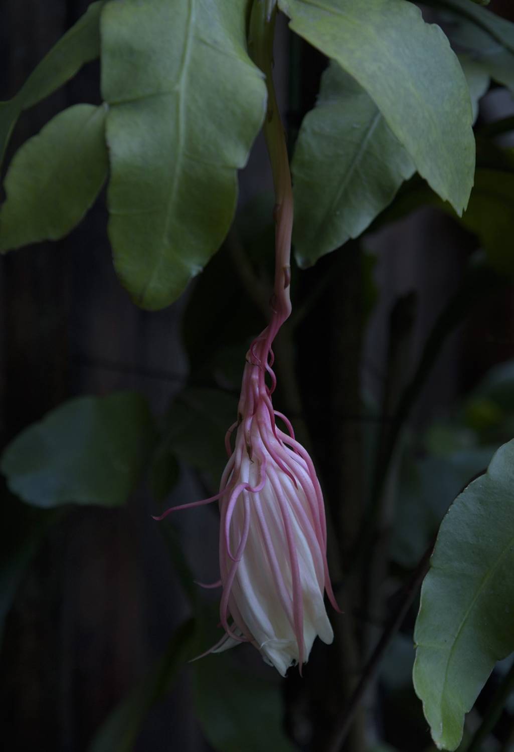 La dama de la noche