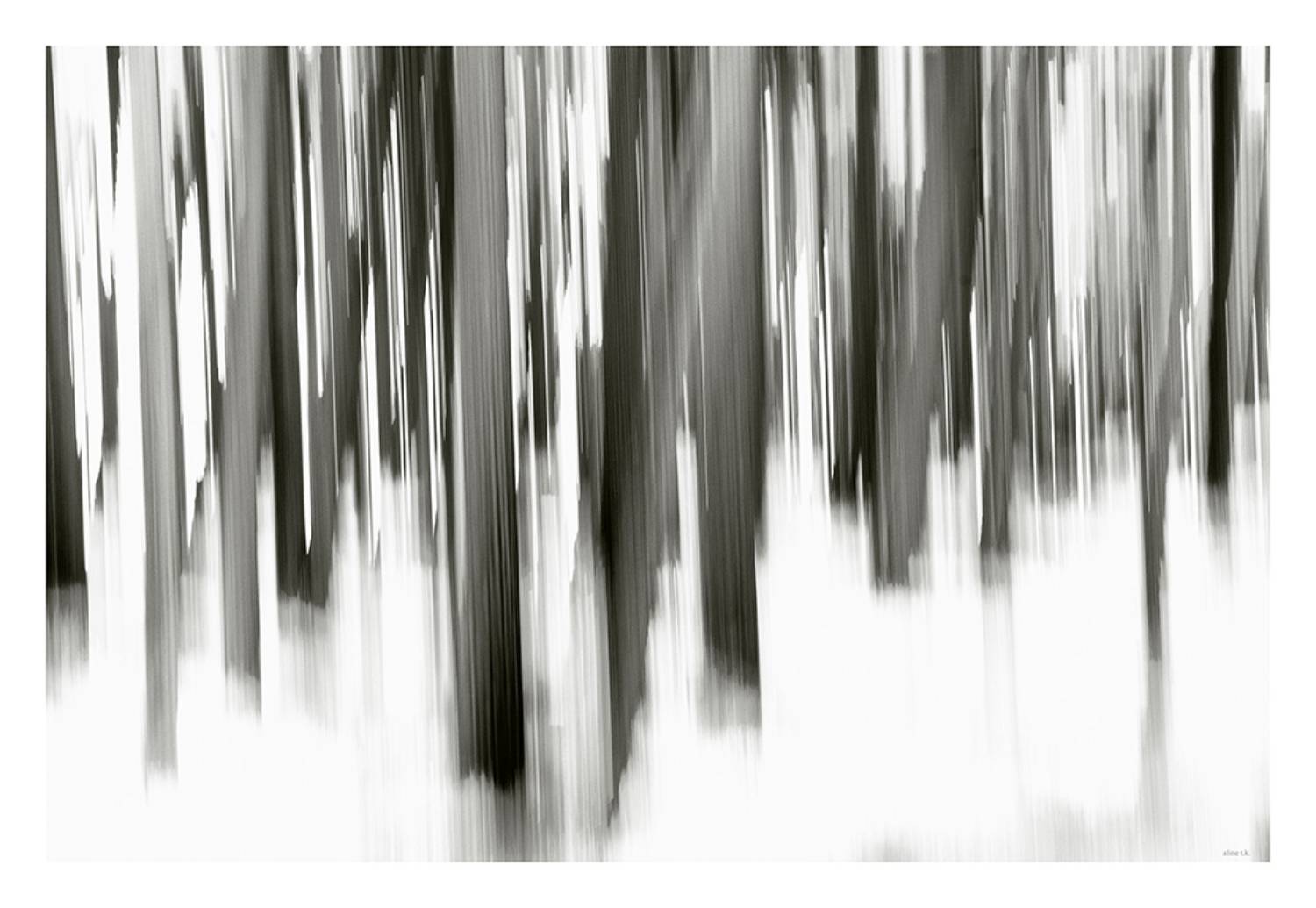 Bosque 2