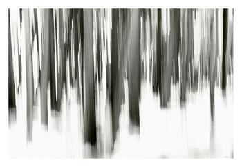 Bosque 2