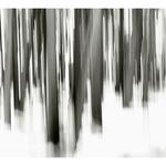 Bosque 2