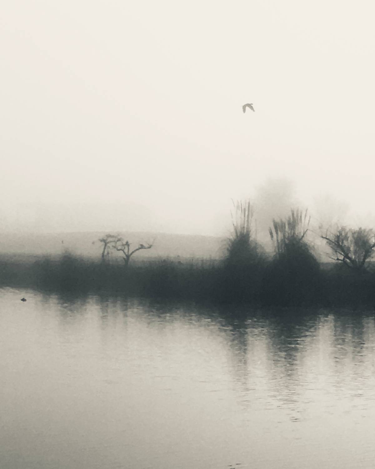 Breve Tratado sobre la niebla I