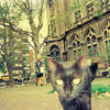 ANONIMO Gato Negro Plaza Barrientos, Recoleta Fotografía color 20 x 30 cm - Selección Facundo de Zuviria