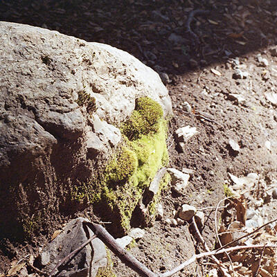 ALMACEN - María Paz Secundini - Roca, musgo y luz