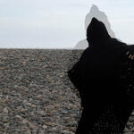 Disappearance IIa (Cocoon)