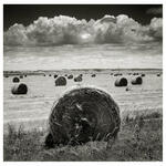 Rollos de San Antonio