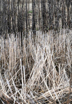 Serie Intemperie Nro 1