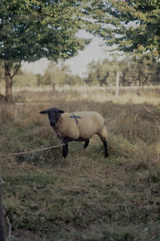 Ellas (Vida de hogar) I