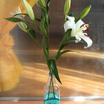 Kin  Serie: Un enigma y un ojal.