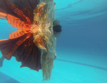 01 de la serie sueña