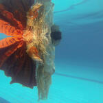 01 de la serie sueña