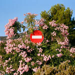 S/T, de la serie Je ne regrette rien