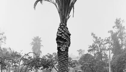 Sebastián Mejía Quasi Oasis, 2012. Gelatina de plata 40 x 50 cm. Impresión digital 110 x 140 cm.