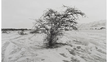  Pablo Hare Flora #2, 2011. Sales de plata en gelatina a partir de negativos 4x5. 29,7 x 35,6 cm.