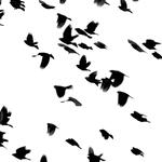 Me despierto en las mañanas