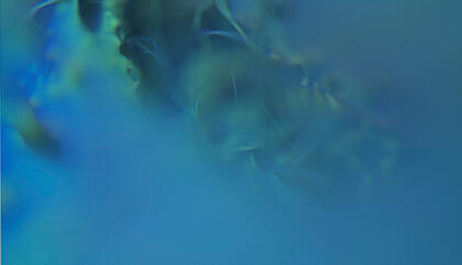 Gabriel Rud Ejemplar 6. 2016. Impresión giclée en papel fotográfico. 100 x 75 cm.