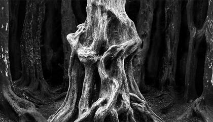 Diego Ortiz Mugica Sueño de arrayanes, 2016 20 x 50 cm. Gelatina de plata tonificada al selenio