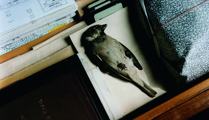 Cecilia Lenardón Pasado mañana, 2013 100 x 135 cm. Fotografía color analógica Toma directa, proceso C-print