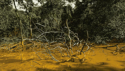 Silvana Pestana Sin título, 2015 110 x 165 cm. Fotografía digital en papel de algodón