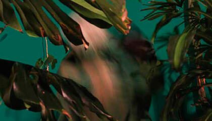 Mauro Guzmán Sin título. De la serie La Guzmania & los guardianes de hongos alucinógenos, 2015 70 x 100 cm. Fotografía color