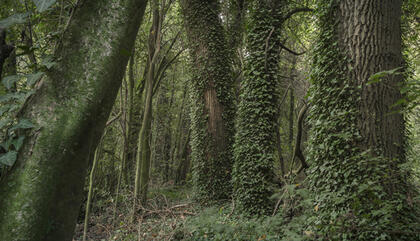 Angela Copello Eden, 2016 90 x 90 cm. Fotografía digital Impresión giclée