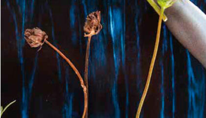 Grace Ratto Sin título, 2014 107 x 71 cm. Toma directa, impresión Giclée