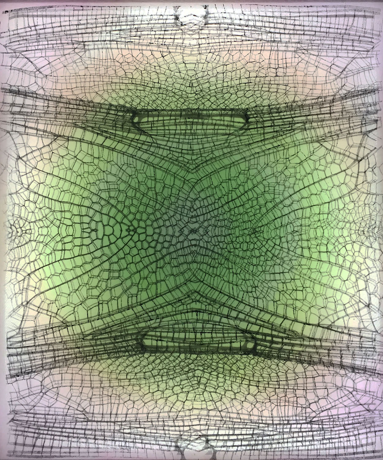 Libellulidae Orchithemis