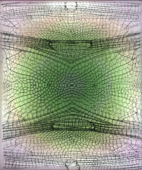 Libellulidae Orchithemis