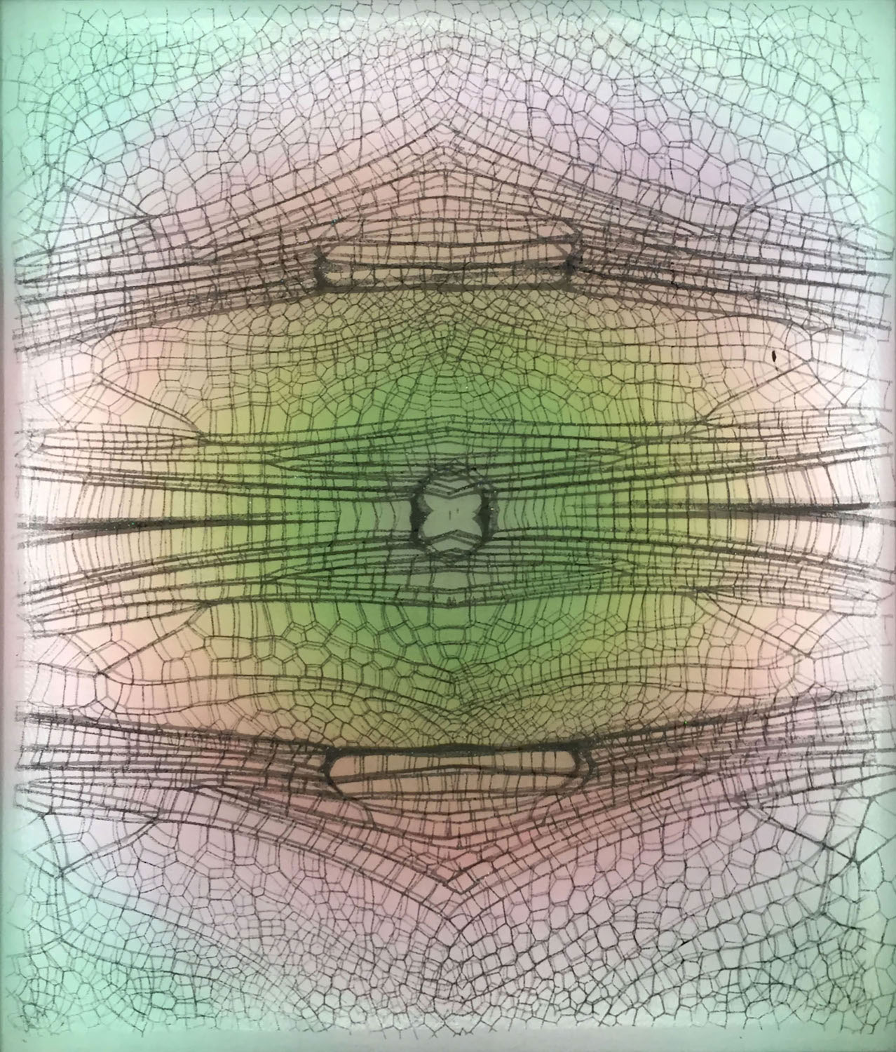 Libellulidae Orionothemis