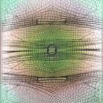 Libellulidae Orionothemis